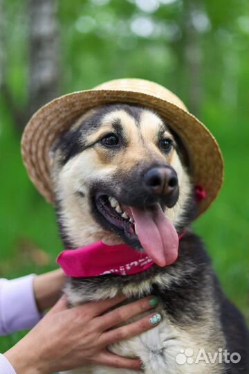 Собаки из приюта