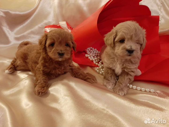 Мальтипу f1 по корейскому типу. Пуделя той ред