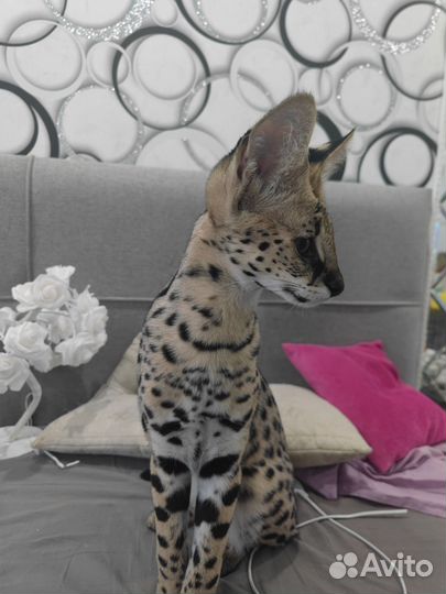 Savana котята