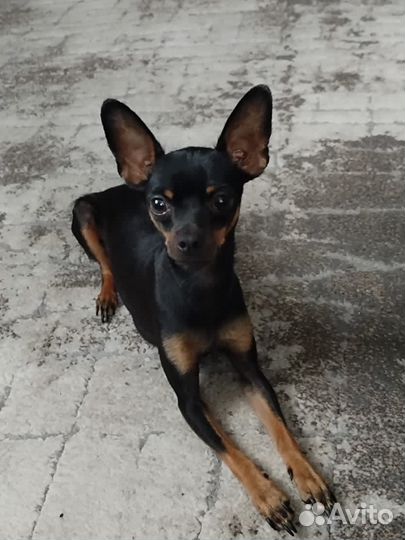 Той-терьер щенки