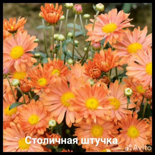 Хризантема садовая