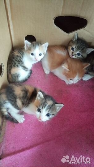 Котята в добрые руки бесплатно