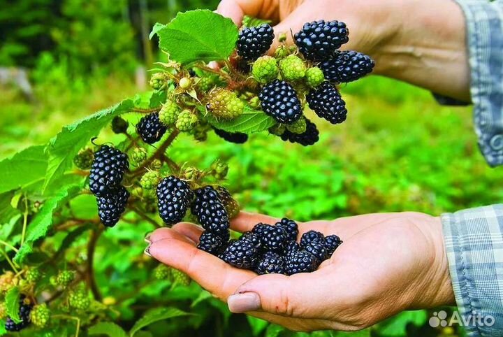 Ежевика колючая (саженцы)