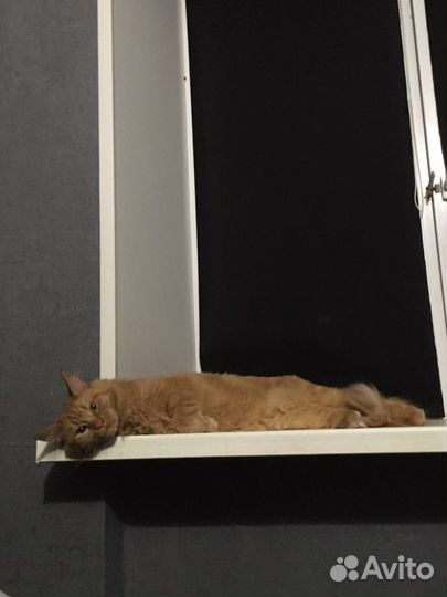 Передержка животных на время отпуска и не только