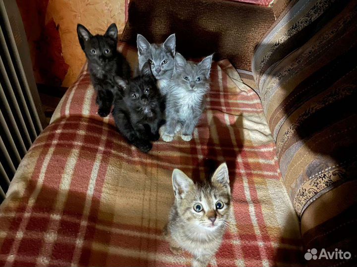 Котята в добрые руки