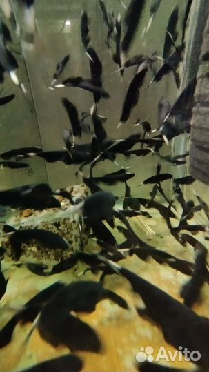 Черный нож рыбка. Apteronotus albifrons