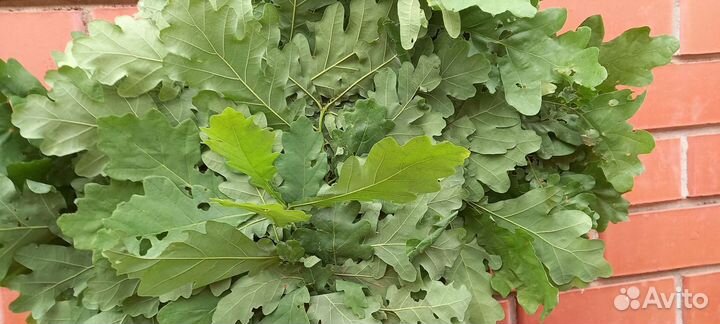 Дубовые веники для бани