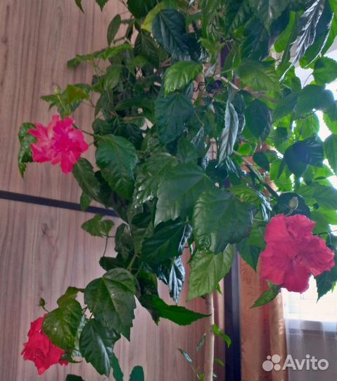 Гибискус китайская роза