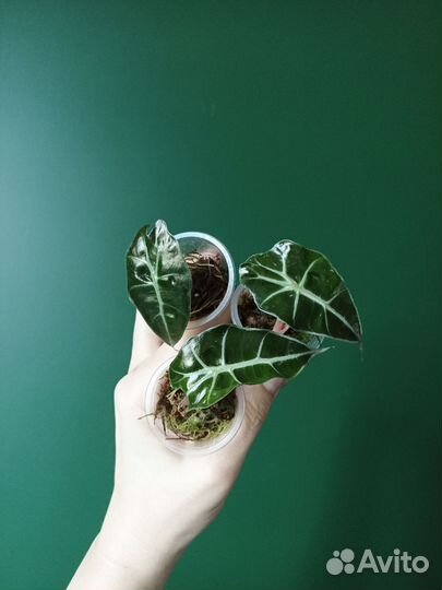 Polly алоказия