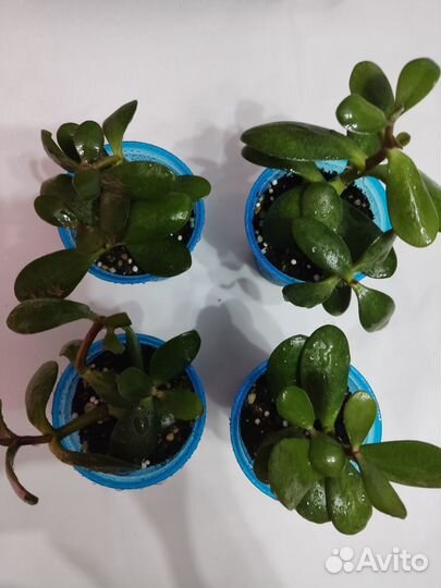 Комнатные растения