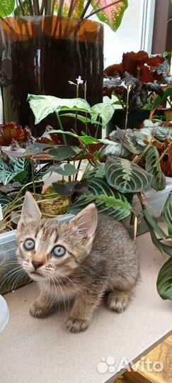 Счастье в дом Котенок