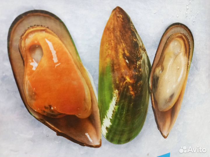 Мидии Киви на пол раковины