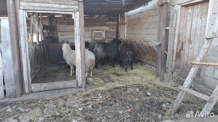 Овцы бараны ягнята