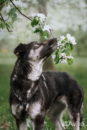 Небольшая собачка в добрые руки отдам бесплатно
