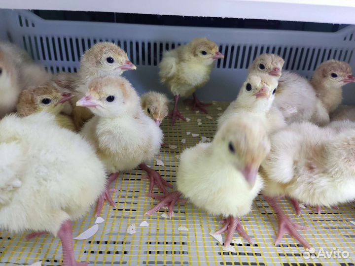 Птенцы всегда широкий ассортимент/доставка