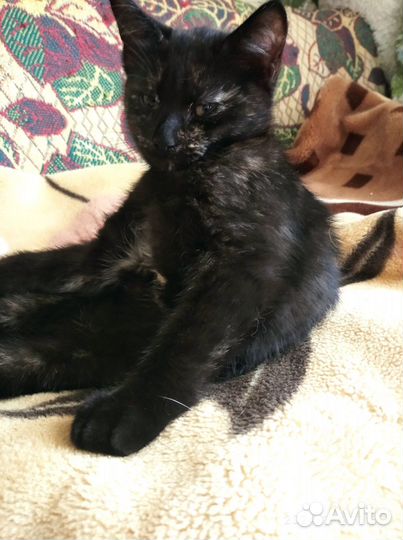 Котята домашние в ответственные любящие руки