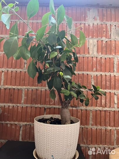 Фикус микрокарпа бонсай