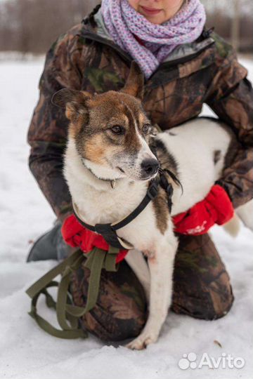Благородный Рафаэль грустит в приюте без внимания