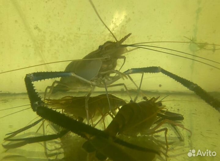 Креветка розенберга