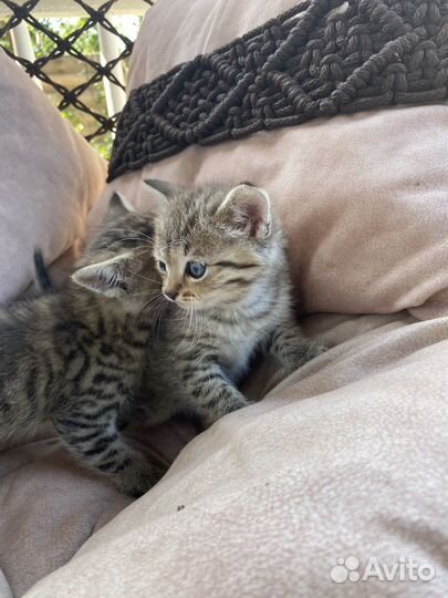 Котята Вискас