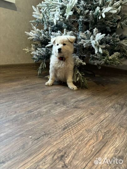 Швейцарская овчарка