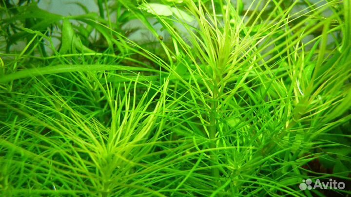 Неончики, аквариумные рыбки, корма, раки, креветки