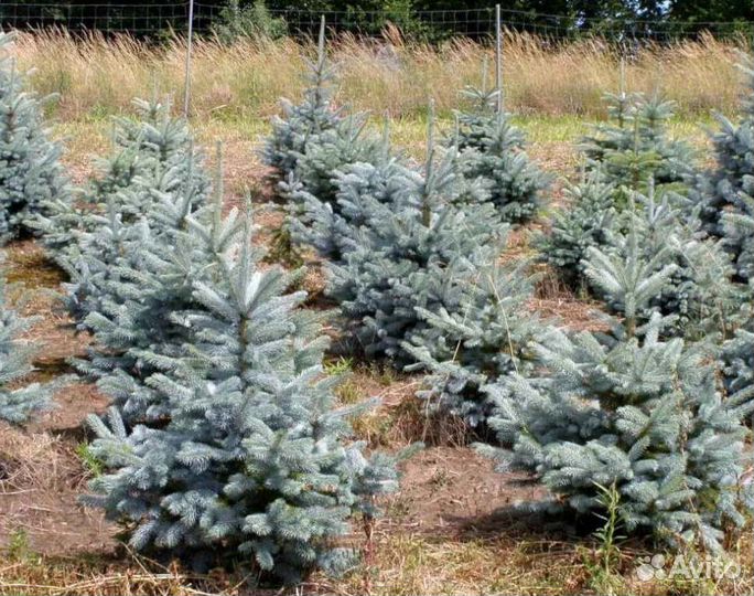 Крупномер голубой ели