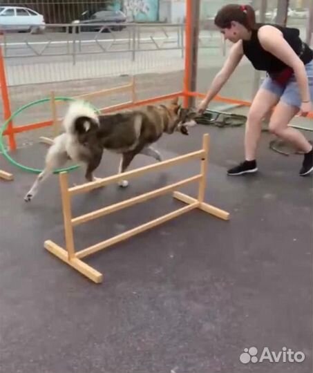 Кинолог / обучение собак и щенков