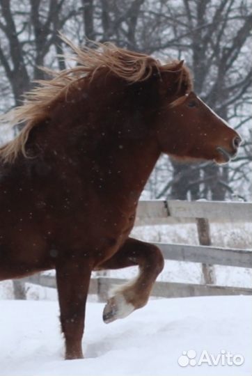 Конский навоз, много