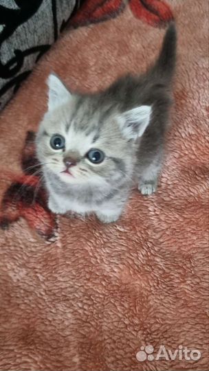 Шотландские котята