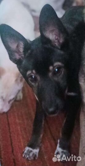 Щенок в добрые руки