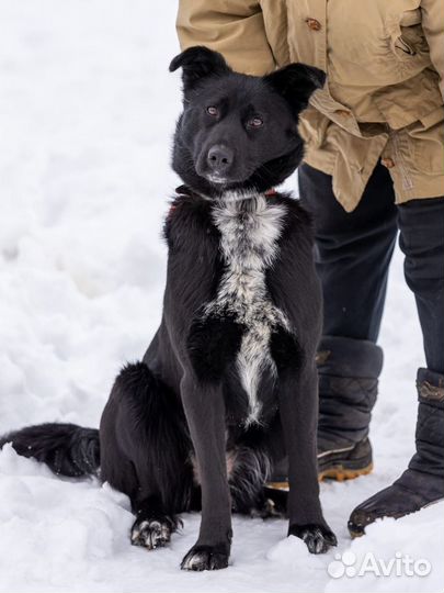 Бэлль, 1 год