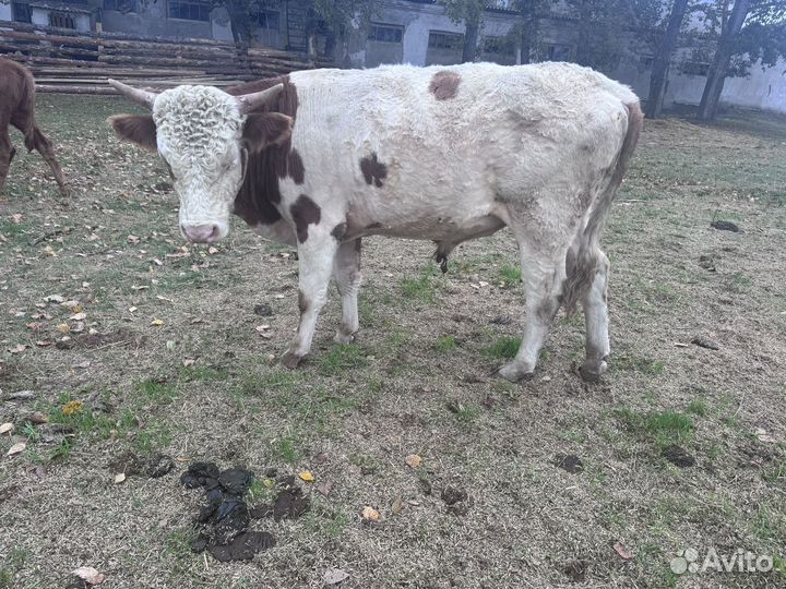 Быки и телки