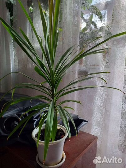 Фикус, пальма