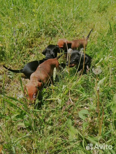 Такса гладкошерстная стандартная