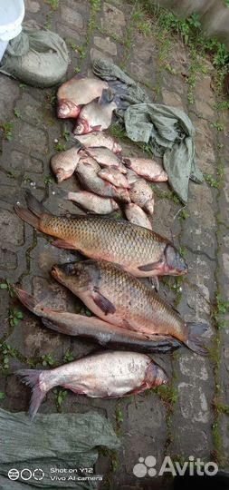 Свежая рыба