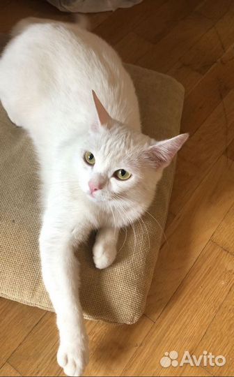 Кошка Олиша с невероятно красивым белым окрасом