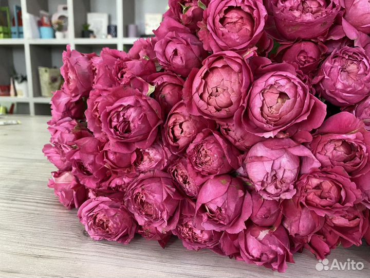 Кустовая пионовидная роза, розы оптом, пионы