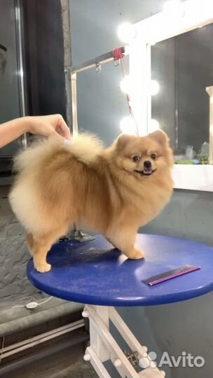 Груминг собак и кошек