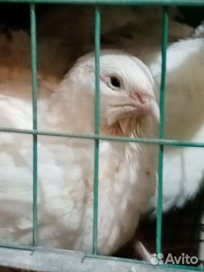 Перепелки Белый Гигант. Селадон. Яйцо Инк