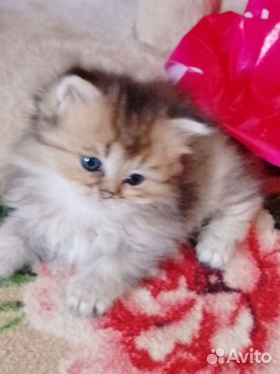 Бриташки шиншилляшки