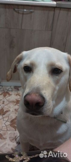 Метис овчарки и ретривера