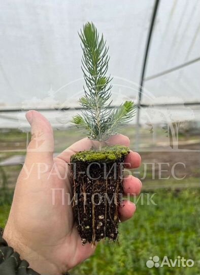 Голубая ель с зкс сеянцы