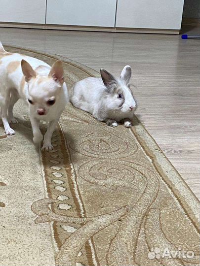 Декоративные кролики