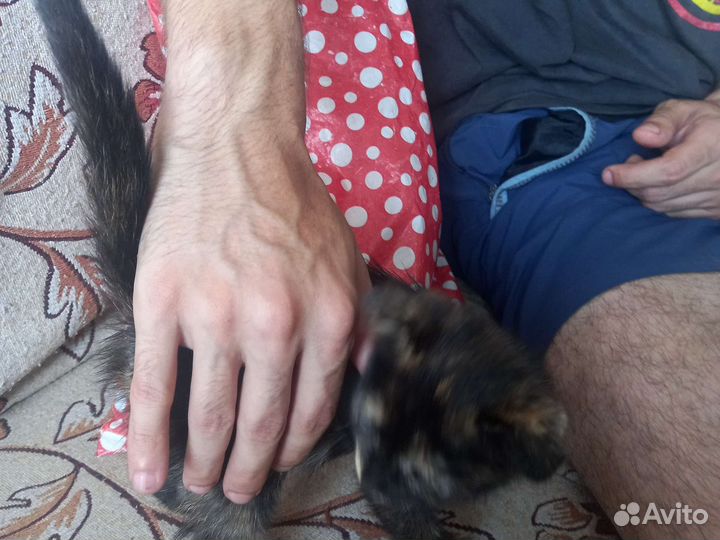 Прекрасные кошкины детки ищут заботливые ручки