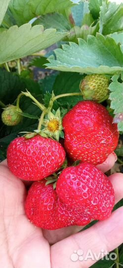 Рассада клубники