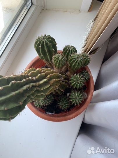 Кактус цветущий