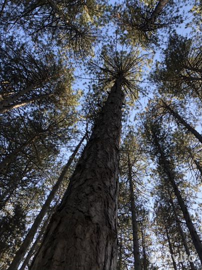 Шишки отборные сосны Крымской для (поделок, декора