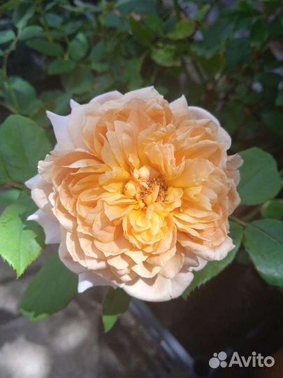 Саженцы роз премиум класса японской селекции