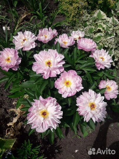 Пион pink delight